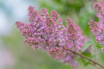 Obraz premium Soft pink lilac blooms set against airy green, romantic texture ideal for bouquet or boutonniere, florist selecting seasonal blooms for intimate ceremony styling