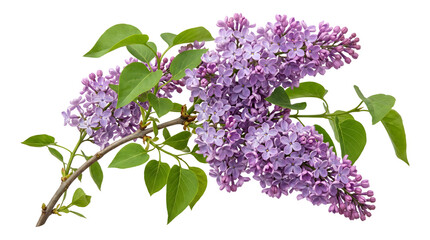 Lilac branch covered in blooming purple flower clusters with green leaves as a PNG on isolated transparent background © Inkartia