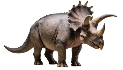 Fototapeta premium Triceratops dinosaur with horns and frill
