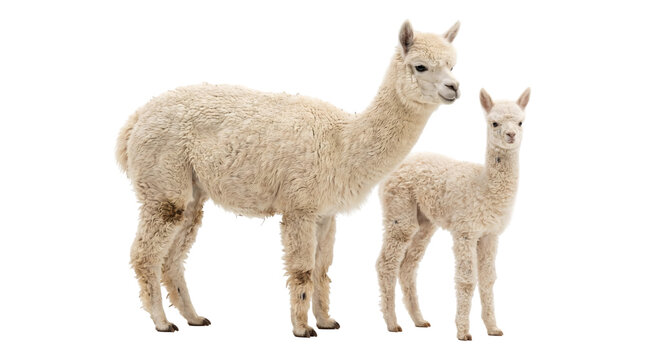Alpaca adult and baby cria standing together with fluffy white wool coats as a PNG on isolated transparent background