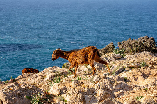 View of a brown goat walking along the rocky cliffs overlooking the blue Mediterranean sea in Andratx, Balearic Islands, Spain.