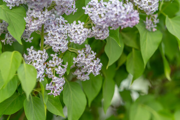 Fototapeta premium Natural textures combined with inviting colors create charming visual appeal. Clusters of fragrant lavender with shiny leaves offer perfect elements for seasonal design themes