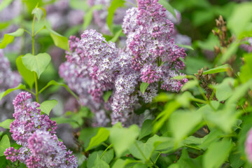 Obraz premium Dusky purple lilac in twilight shade, moody ambient tones, deep foliage contrast, romantic quiet mood for lifestyle and editorial storytelling, lush texture emphasis