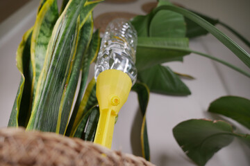 Fototapeta premium self watering system for plants using a yellow bottle
