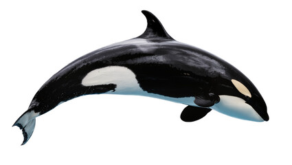 Orca Killer Whale Black White Marine Mammal © Andrei