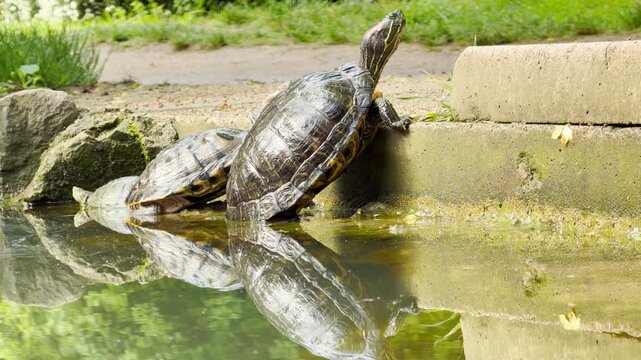 A turtle extends its neck alongside its companions by the water's edge. Tiny ripples lap gently against the stone as the distant, continuous hum of the city park fills the air.