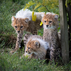 Three Young Cheetahs Resting on Grass © Ian