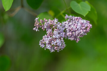 Obraz premium Soft purple lilac blossoms amidst lush green foliage and dreamy background. Peaceful garden setting featuring violet flowers surrounded by verdant leaves and blurred bokeh effects