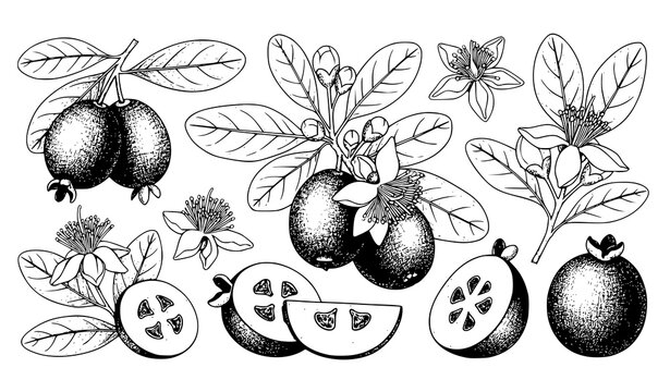 Feijoa Fruit Botanical Sketch Vector Set with Whole Slices Leaves and Blossoms for Organic Food Packaging and Vintage Cosmetic Label Designs