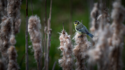 Young Blue Tit Feeding on Cattail © Ian