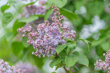 Obraz premium Pastel blooms set romantic scene. Softly lit lilac blossoms craft dreamy visuals. Clustered lilac flowers in pastel hues evoke romantic ambiance for events and photography