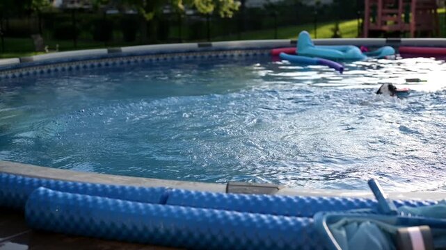 4K video of a playful dog leaping into a backyard swimming pool to chase a flying frisbee before swimming back toward the pool deck.