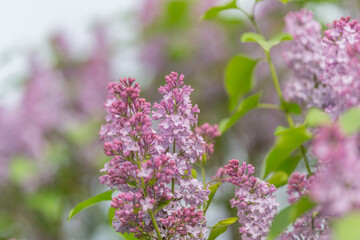 Obraz premium Fragrant lilac clusters with lush green leaves suggesting calming scent and relaxation, ideal for spa branding, aromatherapy campaigns and natural product packaging