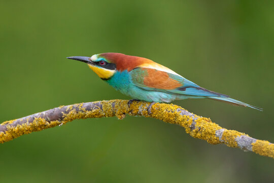 A flawless, exceptionally sharp wildlife portrait of an adult European Bee-eater (Merops apiaster). The bird is perched in a perfect side profile.