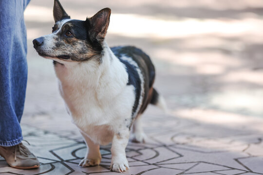 Attentive corgi dog standing beside its handler, participating in an obedience competition or dog show