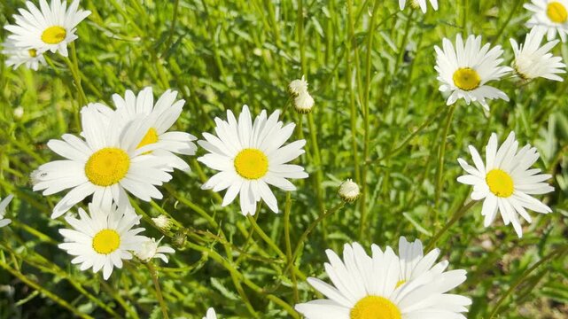 A cluster of white daisies with gold centers reaches toward the warm sunlight. The green stems sway gently in the breeze to the rhythm of a distant city hum and birds singing.