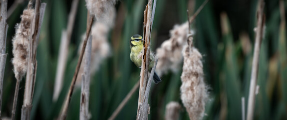 Young Blue Tit Feeding on Cattail © Ian