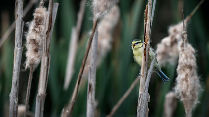 Young Blue Tit Feeding on Cattail © Ian