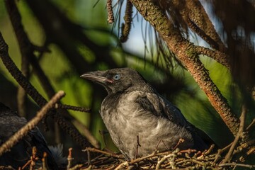 Obraz premium eine junge Krähe sitzt im Nest