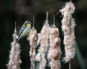 Young Blue Tit Feeding on Cattail © Ian