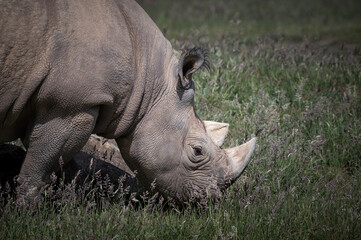 Close up Black Rhinoceros Feeding on Grass © Ian