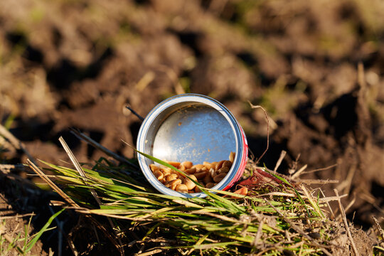 An open tin can with the remains of roasted peanuts lies on ploughed soil. Medium shot of discarded metal packaging on the ground.