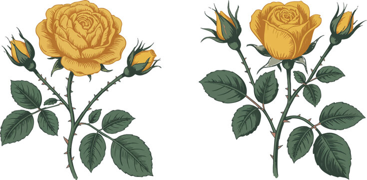 Pair of yellow rose flower branches with green leaves and thorns detailed botanical sketch hand drawn vintage isolated on background.