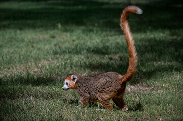 Fototapeta premium Male Crowned Lemur Sitting on Grass
