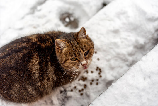 hungry cat asking for food
