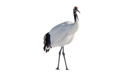 Obraz premium Red-crowned crane with black neck and tail feathers