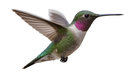 Obraz premium Hummingbird with iridescent green feathers and pink gorget in flight
