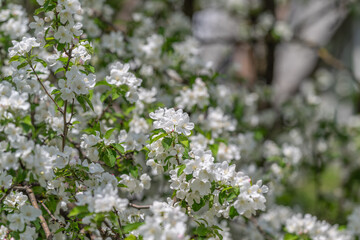 Fototapeta premium Blooming branch design. High contrast image of blossoming twigs and petals. Detailed depiction of white blossoms and foliage against subtle background for creative patterns