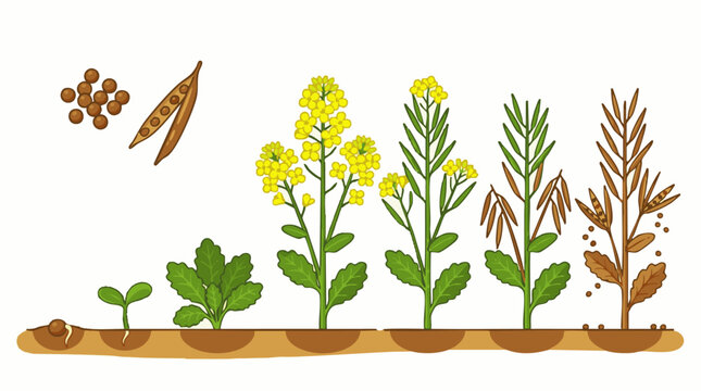 Rapeseed plant life cycle showing growth stages from seed germination to flowering and pod development in soil
