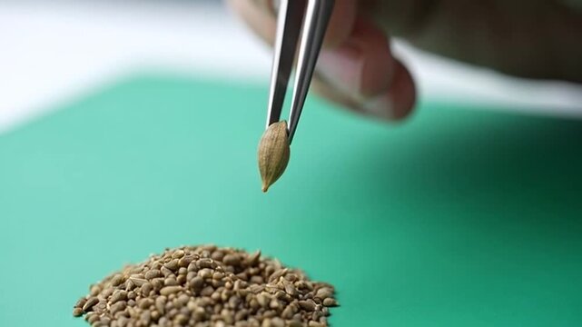 Tweezers picking up a single seed from a pile on a green background.