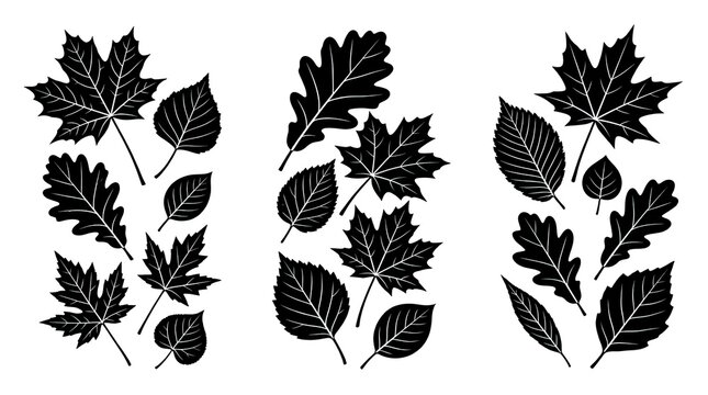 Black silhouette leaf collection maple oak and beech botanical illustrations