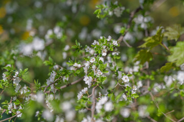 Fototapeta premium Peaceful image capturing blooming branches with light blurred backdrop. Calm and soothing natural scene emphasizing delicate flowers and lush foliage in morning