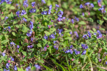 Obraz premium Calming violets flourish alongside soothing shades of green and serenity. Violet blossoms and verdant foliage evoke tranquil and peaceful atmosphere filled with serenity