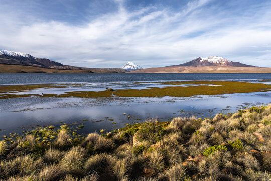 Scenic snow-capped Sajama volcano view in Bolivian Andes