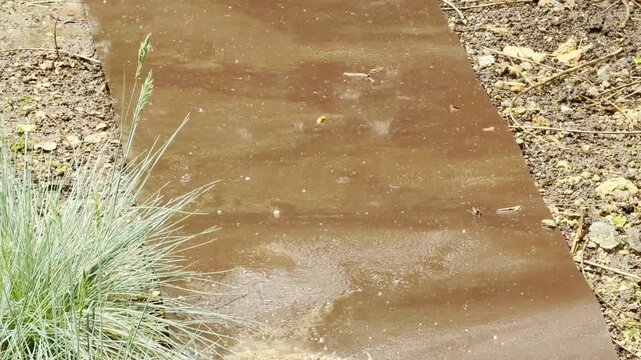 Light rain falls onto a flat brown board laying on the ground. A tuft of pale green ornamental grass grows beside the wet pathway in a backyard garden setting.