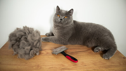 cat and cat hair after brushing and grooming © Lyubka Grigorova