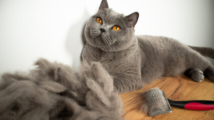 cat and cat hair after brushing and grooming © Lyubka Grigorova