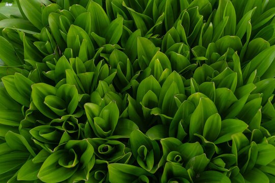 Lush green tropical leaves as a natural backdrop