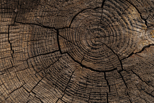 Detailed tree trunk texture with annual rings