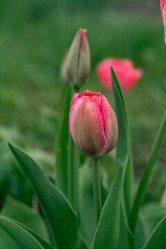 Close-up of pink tulip in a spring garden