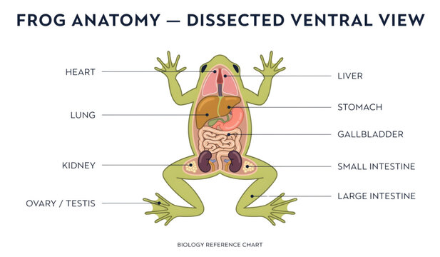Frog and fly dissection diagram showing internal organs in a clear labeled cross-section Vector