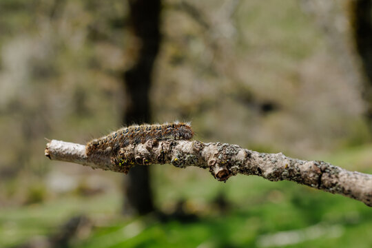 Hairy caterpillar crawling on twig in forest closeup