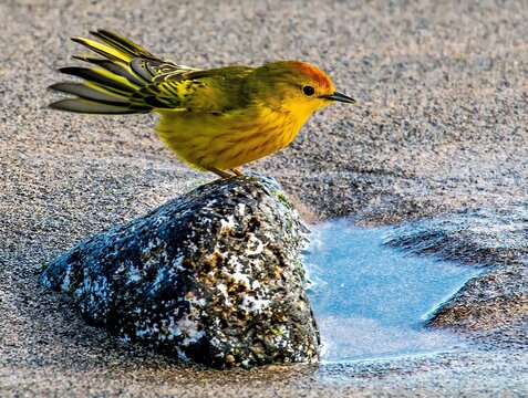 Yellow Warbler Setophaga petechia aureola Gal&aacute;pagos Subspecies Isla Floreana, The Gal&aacute;pagos, Ecuador