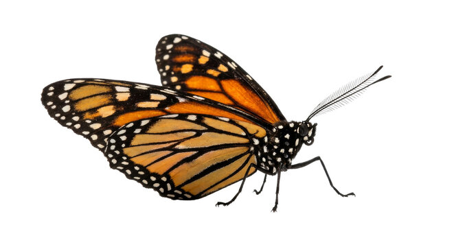 Monarch butterfly with vibrant orange and black wings isolated on white background