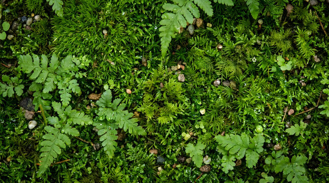 Top view of lush green moss and fern growing on forest floor.