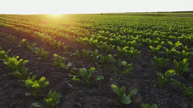Agricultural field with young green sugar beet crops growing in rows during a beautiful sunset with golden light